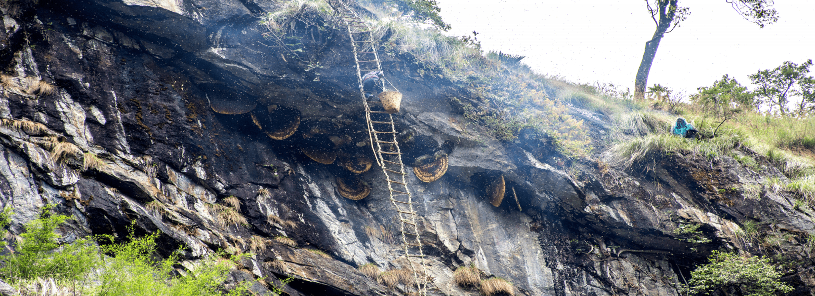 Honey Hunting Nepal